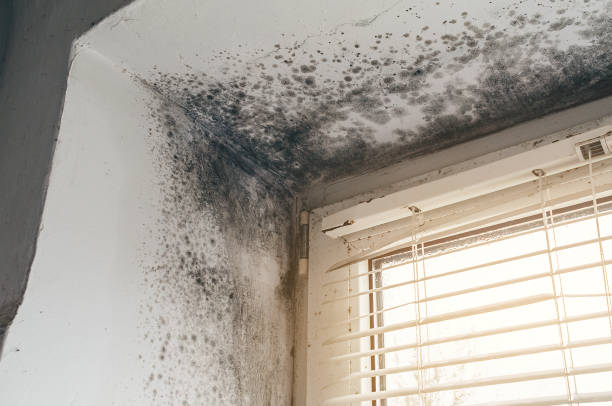 Affordable Mold Removal solutions in Hooversville, PA